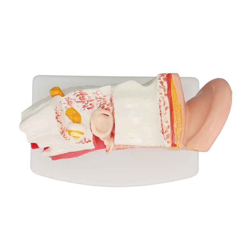 Human Ear Anatomical Model Clear Structure Simulation Inner Ear Model