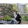 Caiyloxn Cat Net for Balcony, 6 x 3 m, Cat