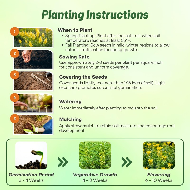 Outsidepride Milk Vetch Astragalus Seeds - 100 Pcs Perennial, Hardy