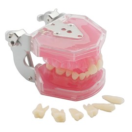 Dental Demonstration Teeth Model - Tooth Extraction Model Standard Study Teaching Dental Mode with All Removable Teeth