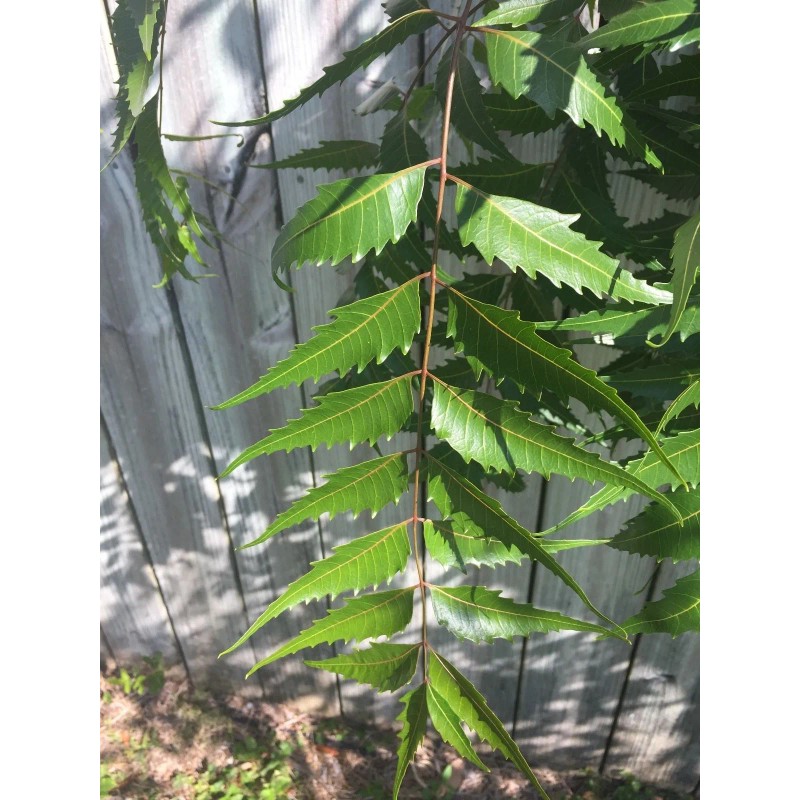Fresh 200-220 Organically Grown Fresh Neem leaves, Azadirachta Indica, Nimba,