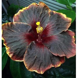 30PCS Rare Black Rainbow Hibiscus Seeds - Stunning Black Blooms for Colorful Gardens