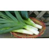 CEMEHA SEEDS - Seeds Giant Leek Onion Non GMO Vegetable