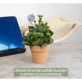 Kalanchoe Plant Succulents Plants Live Houseplants, Live Succulents Live House Plants in Clay Pots, Succulent Plants Live Plants Indoor Plants, Live Succulent Plant Lover Gifts by Plants for Pets