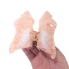 Fantasy Pink Conch Hair Clips,Novelty Acetate Sea Hair Clip,Small Claw