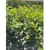 Tree Mexican White Guava 3ft air layered Tree.