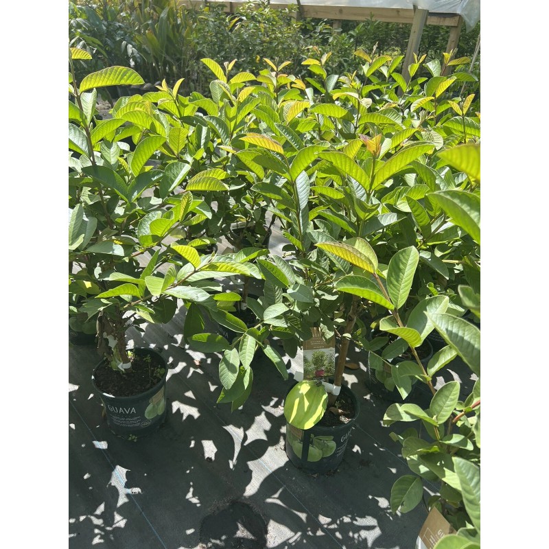 Tree Mexican White Guava 3ft air layered Tree.