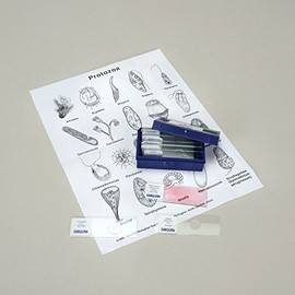 Protozoan Microscope Slide Set, Set Of 12