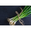 SeedsUA 3 PCs Live Onion Bunching Green Vegetable Plant Organic