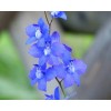 Fresh Delphinium Ajacis seed blue pink white  200 seeds for
