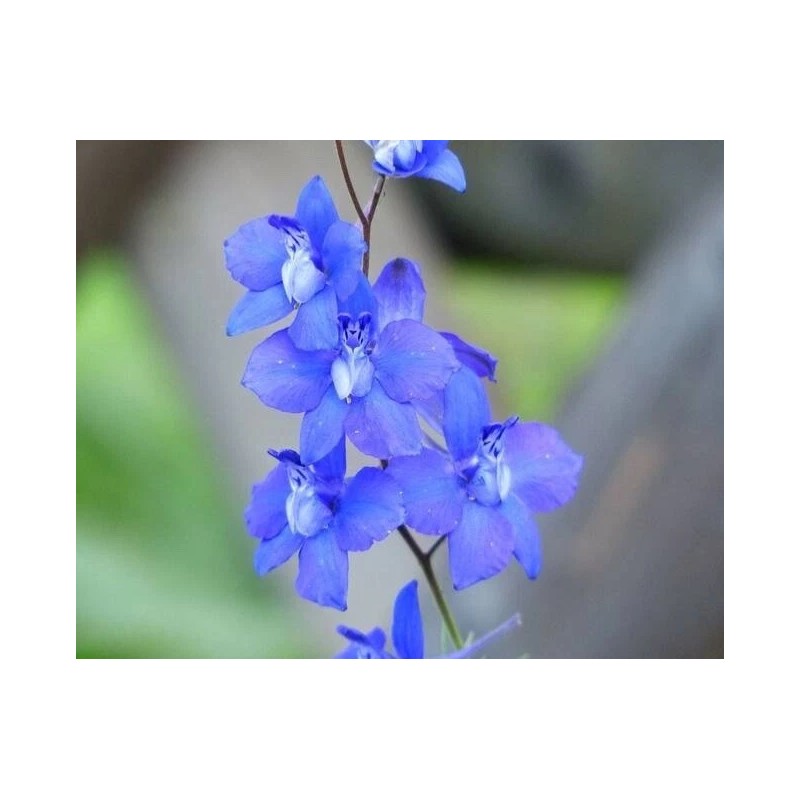 Fresh Delphinium Ajacis seed blue pink white  200 seeds for