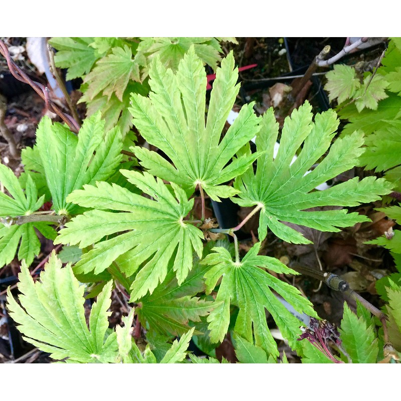 Otaki Fullmoon Japanese Maple 3 - Year Live Plant