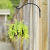 AJART AJART Hanging Plant Hanger Outdoor: 12-Inch Bird Feeder Wall