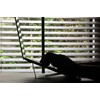 ONED Majextand Ergonomic Laptop Stand (Color: Midnight) MJX800/MID
