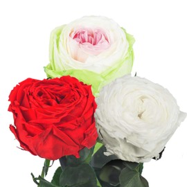 3 x Real Rose Preserved 27 cm Colourful Mix Preserved Eternal Rose Freeze Dried with Stem and Leaves - Long Lasting Cut Flowers in Gift Box, Best Decoration