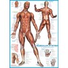 EuroGraphics Muscular System Puzzle (1000-Piece) (6000-2015)