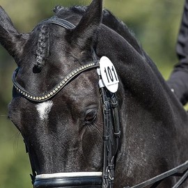 Equetech Bridle Dressage Number Holders (White, Pair)
