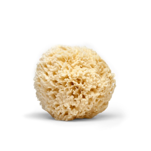 LATHER Natural Sea Wool Sponge | Shower & Bath Sponge | Natural Loofah | Sea Sponge for Body Care | Sea Sponge for Facial Cleansing & Body Washing | Natural Sponge Varies in Size & Shape