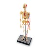 Learning Resources Skeleton Model, Science Classroom Must Haves, STEM Student