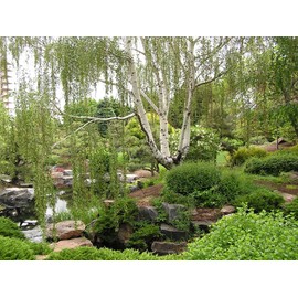 TomorrowSeeds - European White Birch Tree Seeds - 1200+ Count - for 2025 Planting Betula Pendula White Flaky Paper Bark Yellow Foliage Weeping Deciduous Tree Grow Your Own Home Farm Patio Healthy