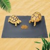 BINANO Tortoise Habitat basking Rock Feeding Dish Bearded Dragon/Lizard Original