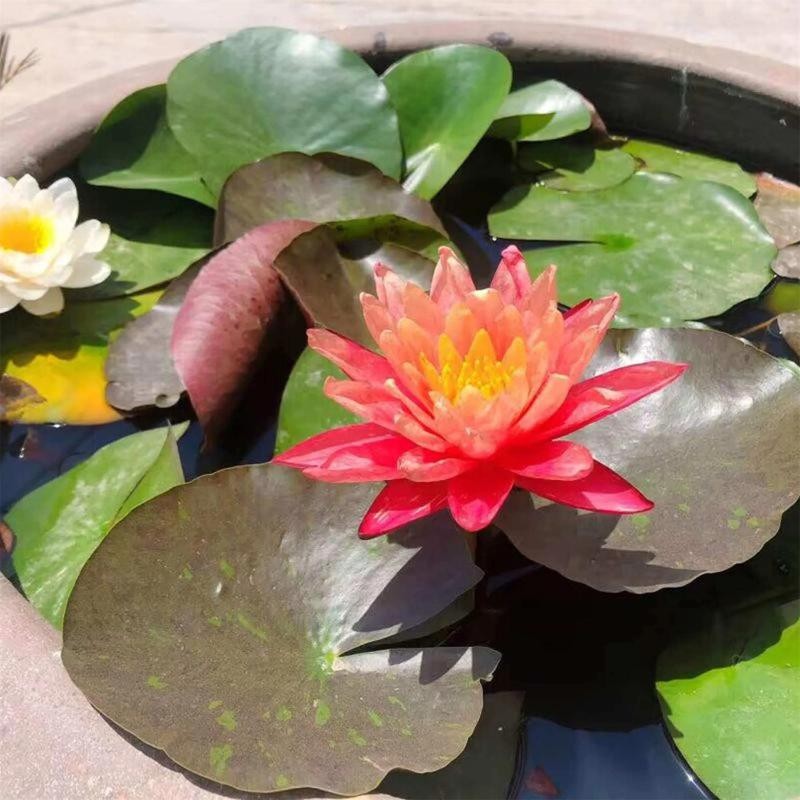 30pcs Bowl Lotus Seeds Hydroponic Plant Flower Seed Four Seasons