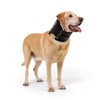 Balto Neck Eco Soft Recovery Collar for Dogs – E-Collar
