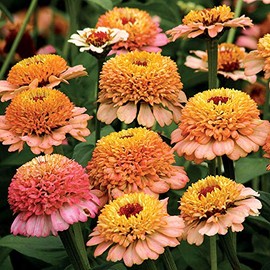 Park Seeds Zinnia Zinderella Peach Flower, Pack of 25 Seeds