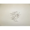 JL Missouri Parts & Misc. 20x Incandescent Clear Bare Mini