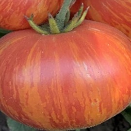 Tomato - Vintage Wine Heirloom 200 Seeds