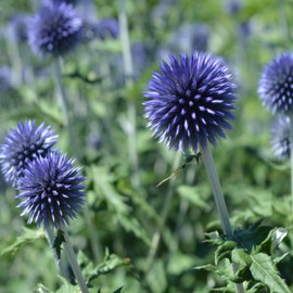 Outsidepride Globe Thistle Flower Seed - 1000 Seeds