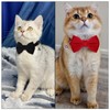 YUXIANLB 2PCS Cat Collar Break Away Cat Tie Collar Puppy