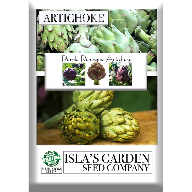 Purple Romagna Artichoke Seeds for Planting, 25+ Heirloom Seeds Per