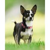 Joytale Reflective Dog Collar, Soft Neoprene Padded, Metal D-Ring, Nylon