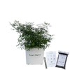Blue Puffball Vitex Chaste Tree - 3 Gallon - Includes