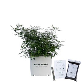 Blue Puffball Vitex Chaste Tree - 3 Gallon - Includes Planting Kit