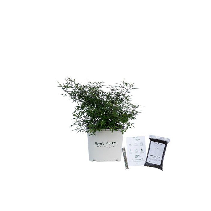 Blue Puffball Vitex Chaste Tree - 3 Gallon - Includes