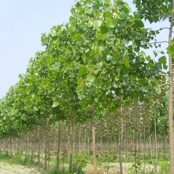 Tree Fast growing shade trees Paulownia Elongota Variety. Ship anywhere