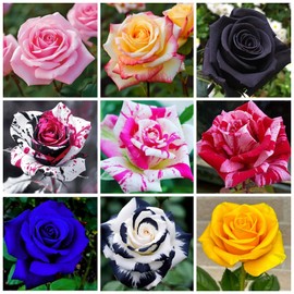 350+ Climbing Rose Seeds for Planting - Rare Rose Rosa Bush Vine Non-GMO Heirloom Flowers Seeds Outdoor Indoor Garden