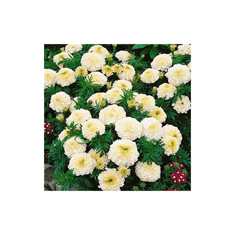 zellajake Rare Flower Seeds 200 Kilimanjaro White African Marigold Flower