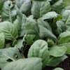 Chinese Broccoli-1000 Seeds, Kai Lan, Gai Lan, Brassica Alboglabra, Open