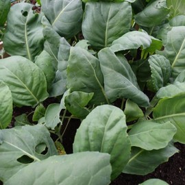 Chinese Broccoli-1000 Seeds, Kai Lan, Gai Lan, Brassica Alboglabra, Open Pollinated