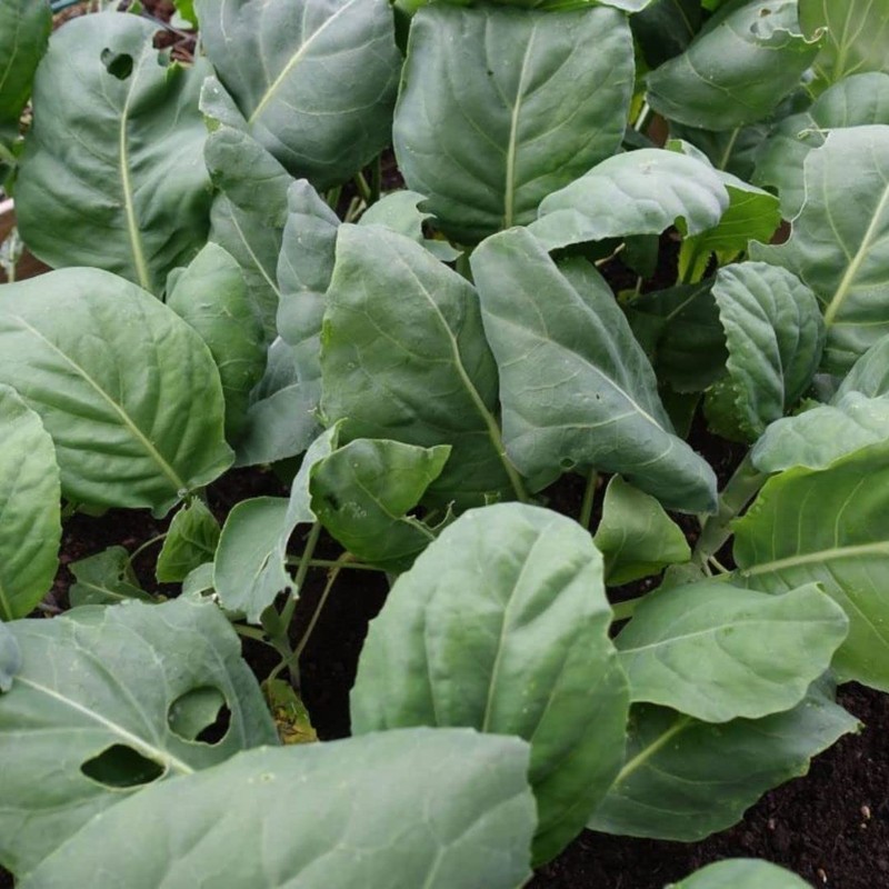 Chinese Broccoli-1000 Seeds, Kai Lan, Gai Lan, Brassica Alboglabra, Open