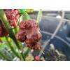Chocolate Reaper Hot Pepper Seeds 10+ Seeds