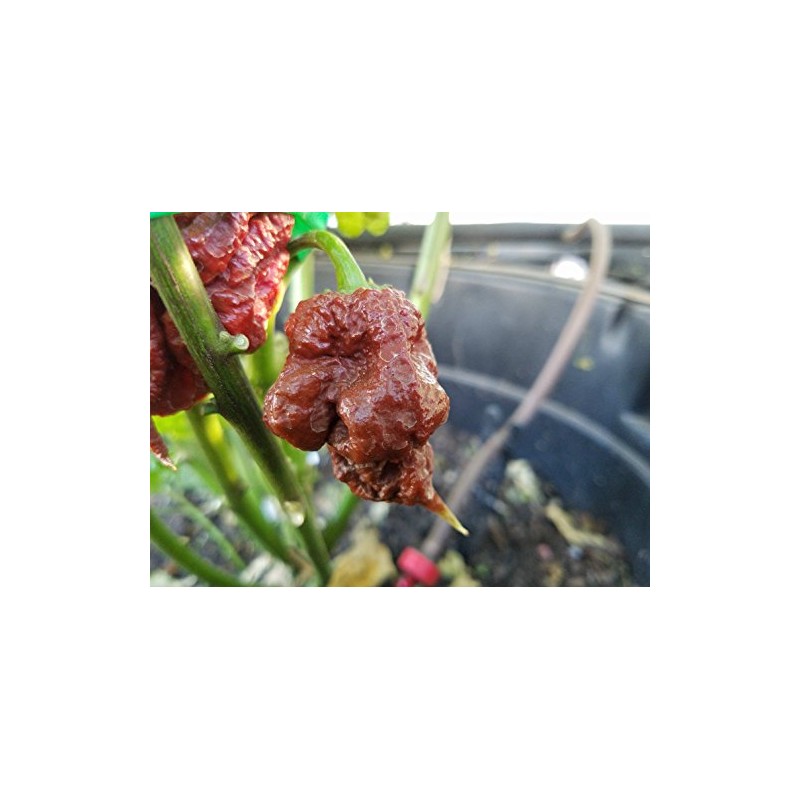 Chocolate Reaper Hot Pepper Seeds 10+ Seeds