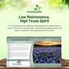 Outsidepride Texas Bluebonnet Seeds - 500 Pcs Annual Lupinus Texensis,
