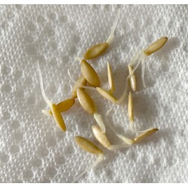 US Grown 30 Persian Beit Alpha a.k.a. Lebanese Cucumber Seeds Heirloom Non-GMO Burpless Sweet Non-Bitter and Acid Free, Crispy and Sweet, Fragrant and Delicious Grown in USA Cucumis sativus