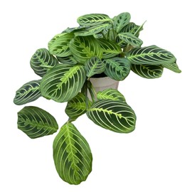 Hopewind Plants Shop- Lemon Lime Prayer Plant, Lemon Lime Maranta, Popular and Attractive houseplant, Gorgeous Live Indoor Plant, Easy to Care and Rare Variety Green Thumbs Up 6 inch Pot