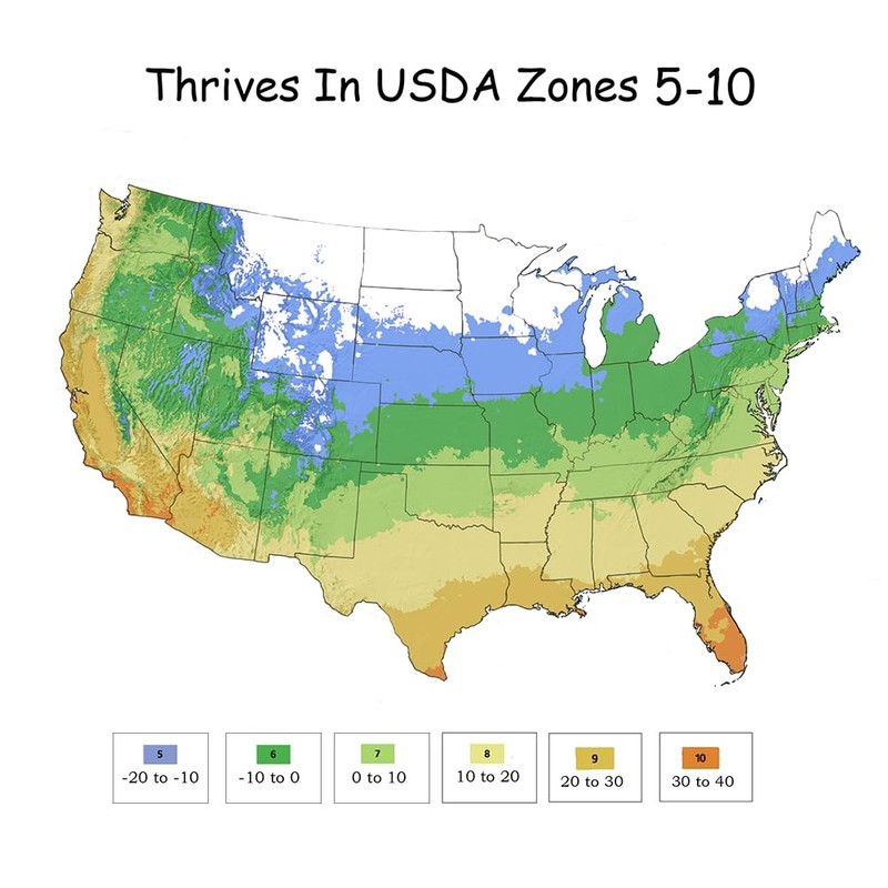 Grass 1 Gal. Big Blue Liriope Grass Plant