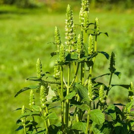 Yellow Giant Hyssop Seeds Agastache Nepetoides Herbaceous Perennial Low Maintenance Showy Attract Butterflies Deer Resistant Border Garden Outdoor 500Pcs Flower Seeds by YEGAOL Garden